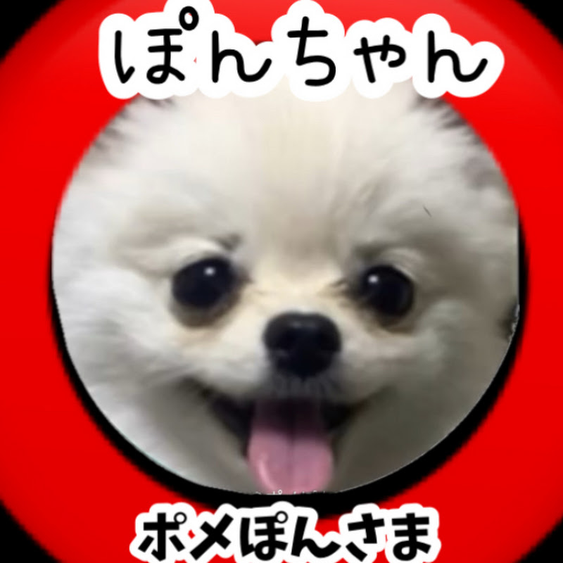 ポメぽんさま🐶[PonChan]