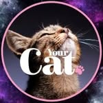 Your Cat
