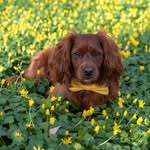 Loki | dog friendly travel & hiking | IND