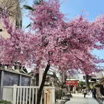 生き甲斐 | a reason for being 🌸