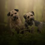 Benji and Monty the border terriers