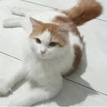 novita sari