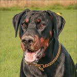 Irresistible Bad Boys