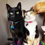 Miss Milly and Mr. Penny 🐱
