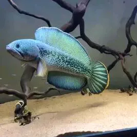 noobaquarium