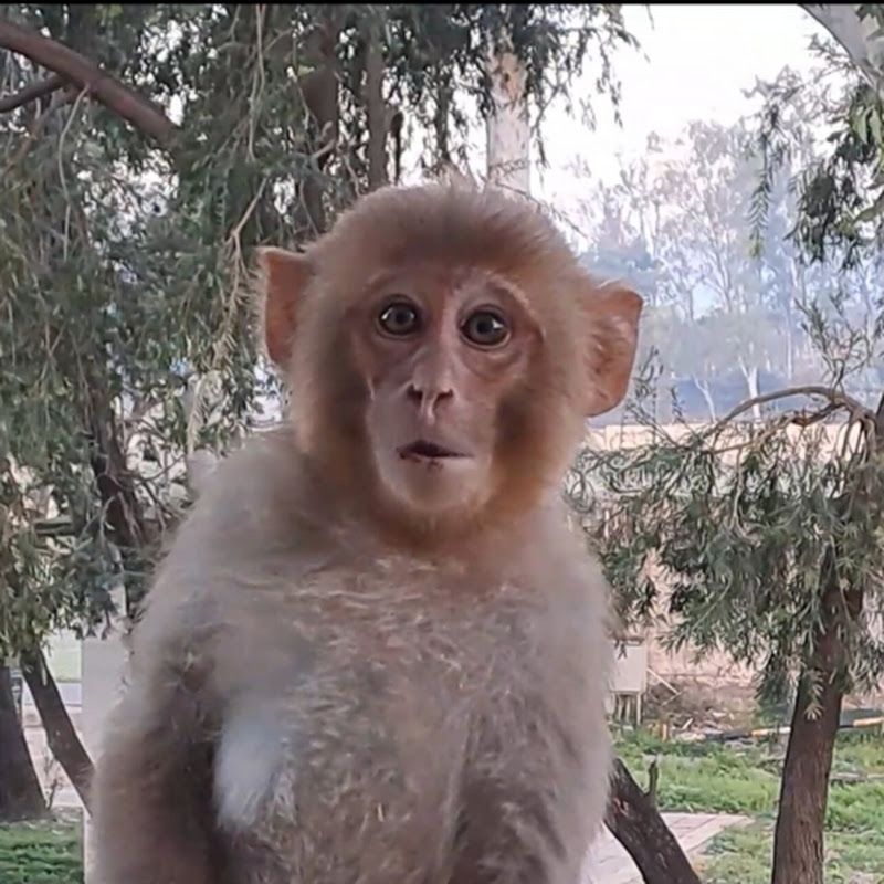 Monkey living art