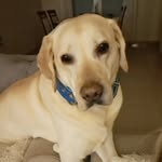 george labrador