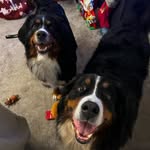 Loki and Hera