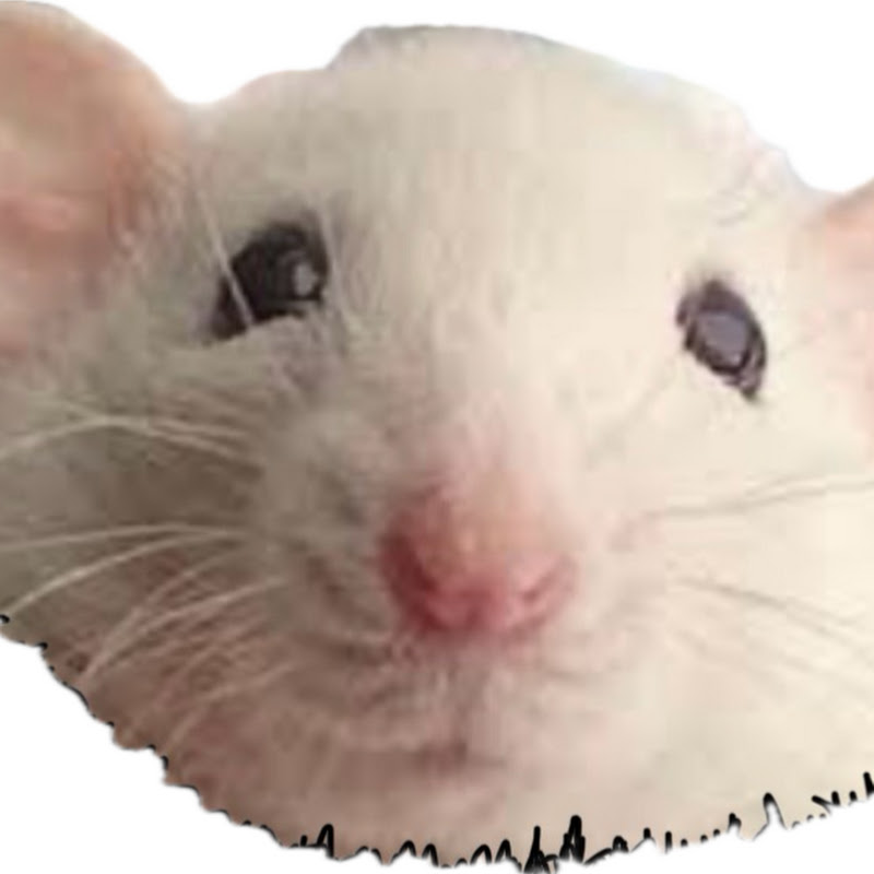 Albinus  Rattus