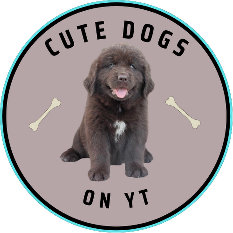 Cute Dogs on YT