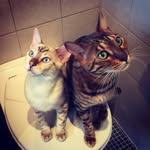 Hannibal & Xavit