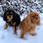 Nelly and Mocca 🐶🐶 Adventure girls from Norway 🇳🇴