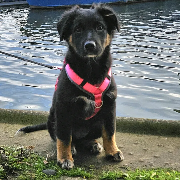 Layla Australien Shepherd