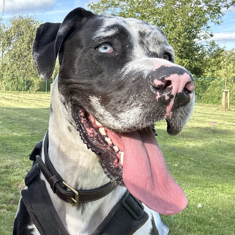 DOGCATNET - Good Times with Shelter Dogs - PET TV