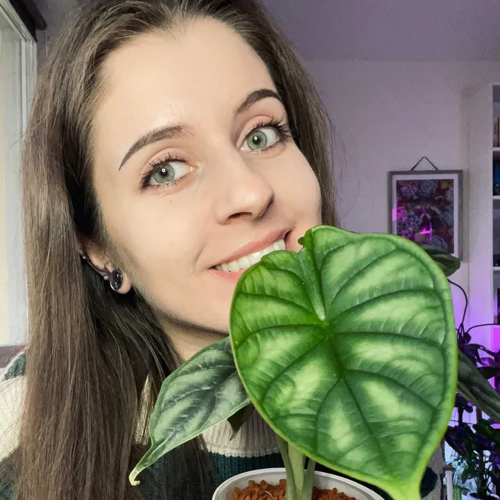 plantsfera