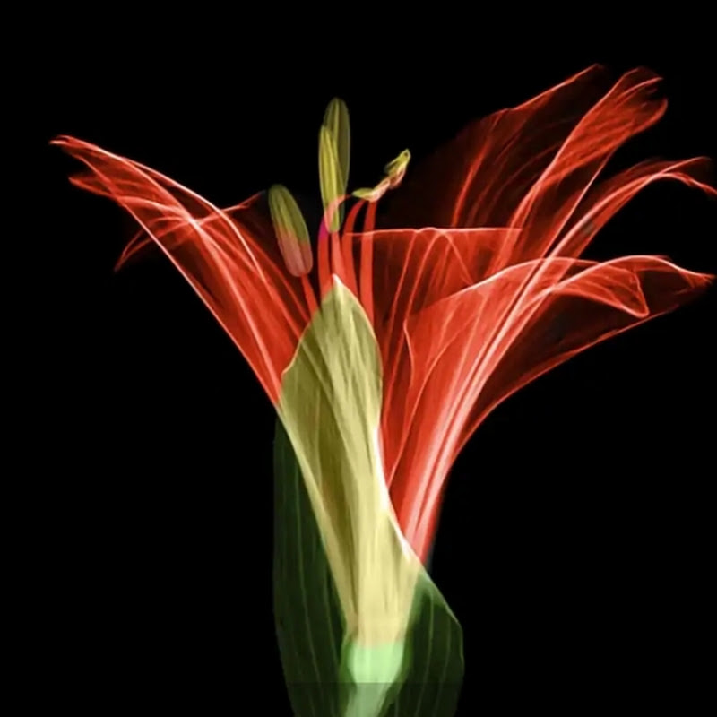 Terezareza 