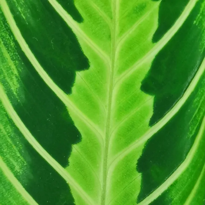 Dra Planta