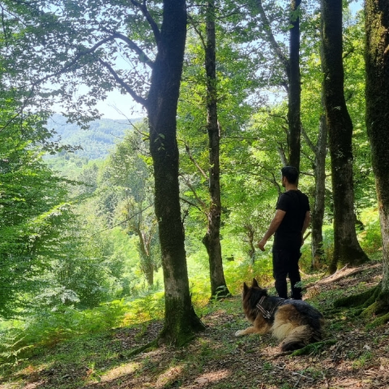 Aras in nature