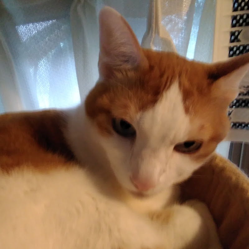 田上(たがみ)猫(トム)。Tagami　cat(Tom)