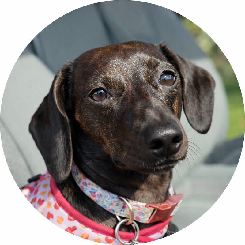 Daisy the Dachshund
