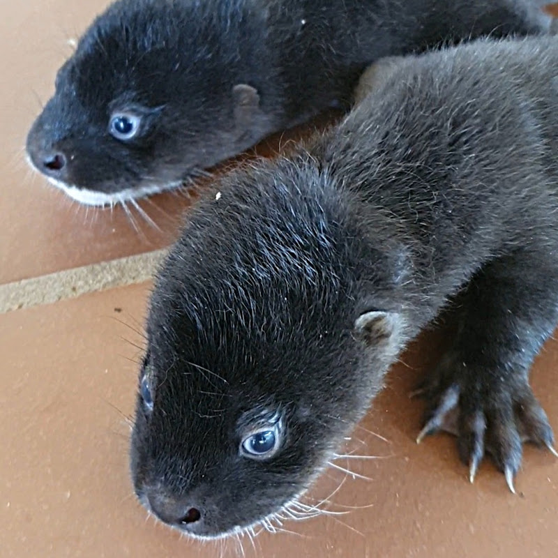 Otter Home KH