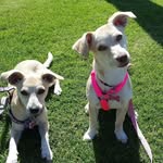 Tula🐶&Dova🐶