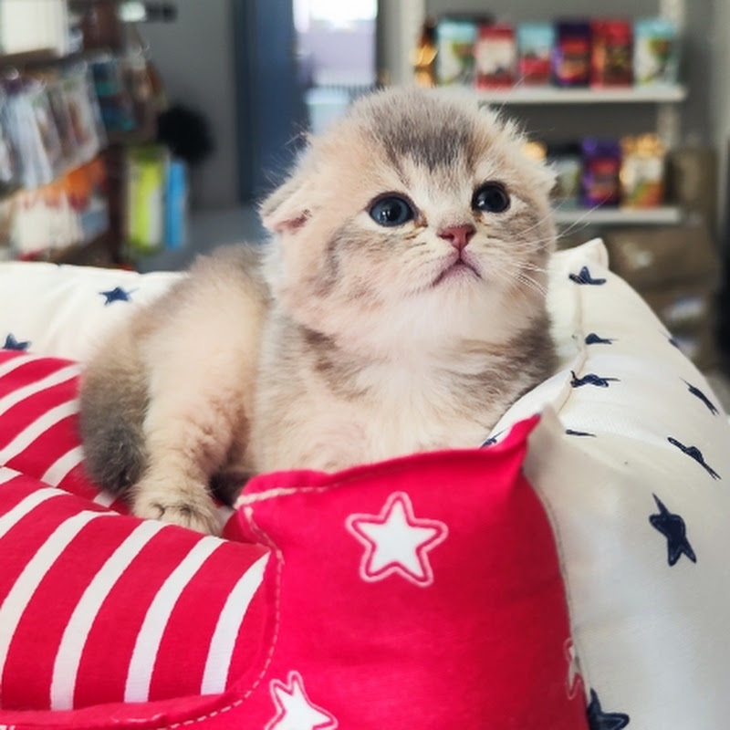 The House Of Kittens