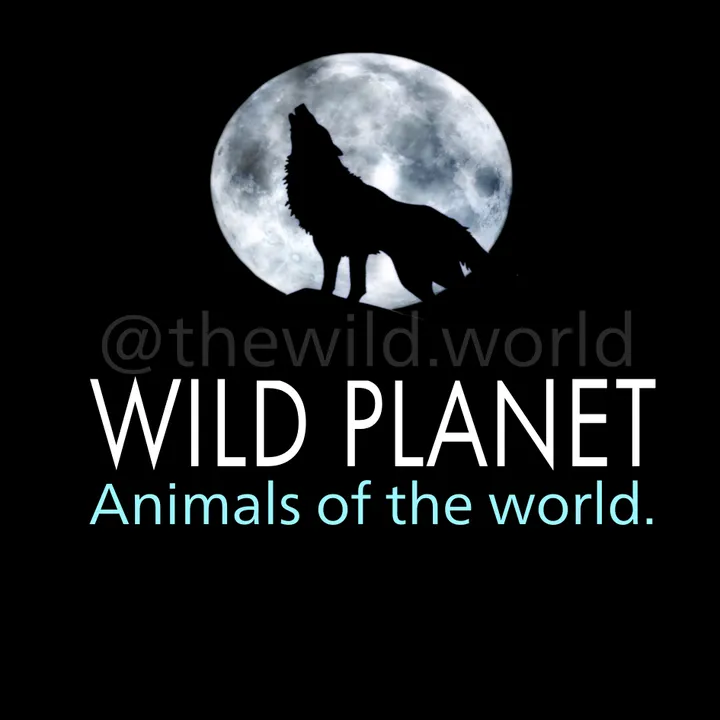 Wild Planet