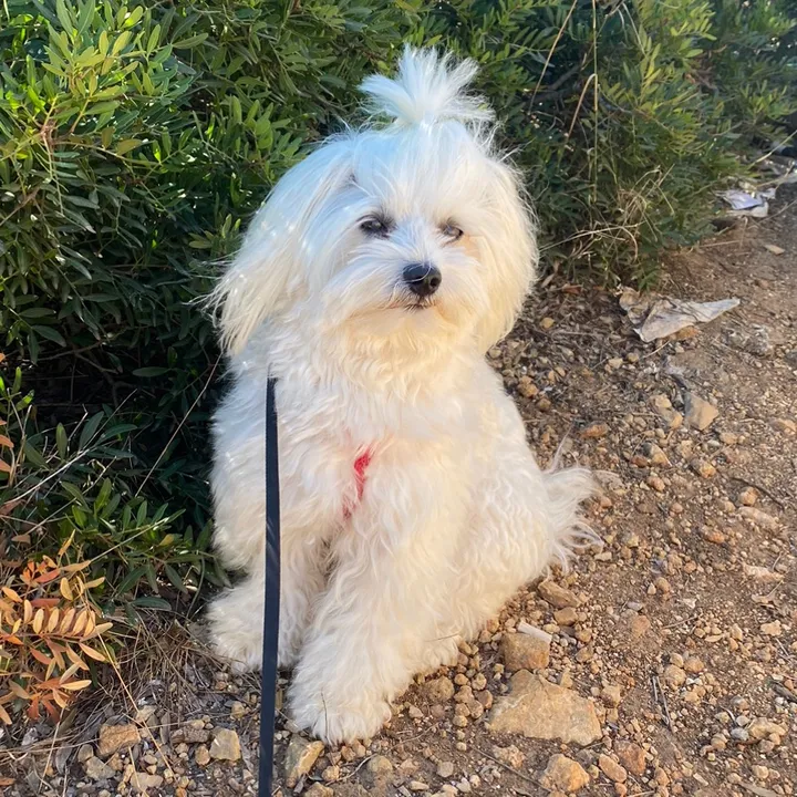 Crazy Maltese Leo