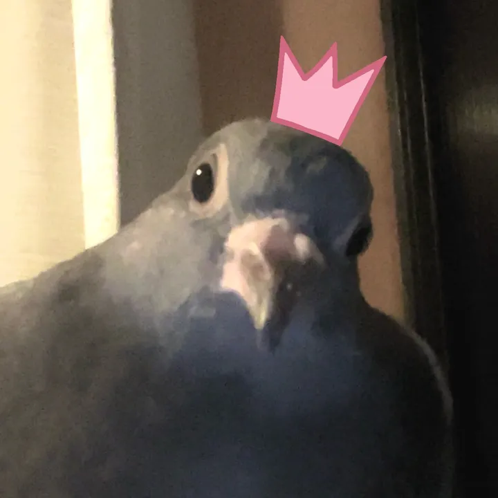princessthepigeon