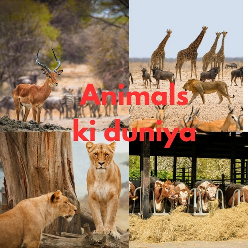 Animals ki duniya 
