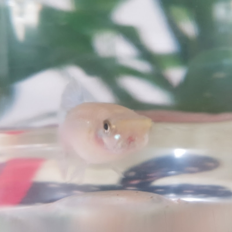 GUPPY MOM CHANNEL