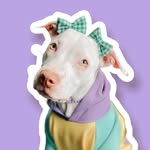 Júlia Nader • A Pit do Lilás 💜
