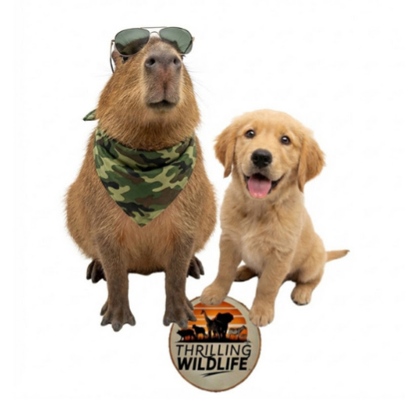 Cappy & The Retriever