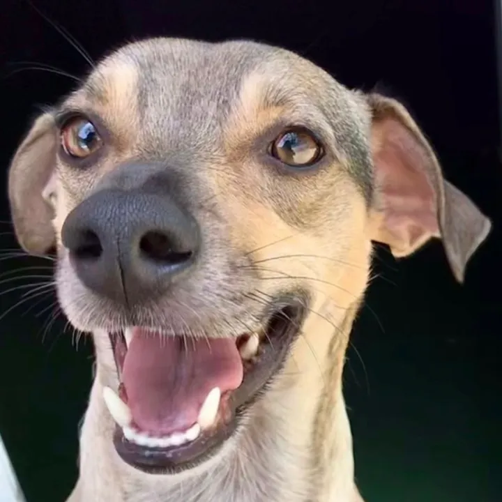 Mendonça Dog