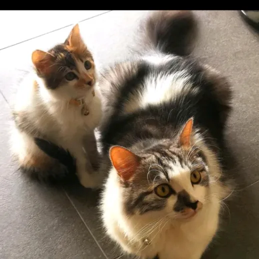 Goku & Mochi