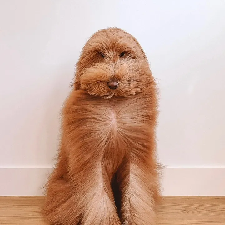 strudel