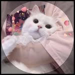 dreamysalad