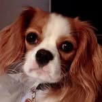 Russell Westwoof