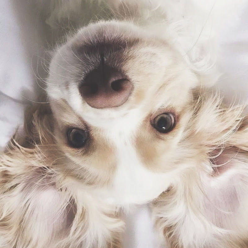 ella.videos