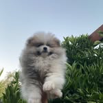 Tony chopper 🐶🐾
