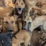 PnDogs Rescue
