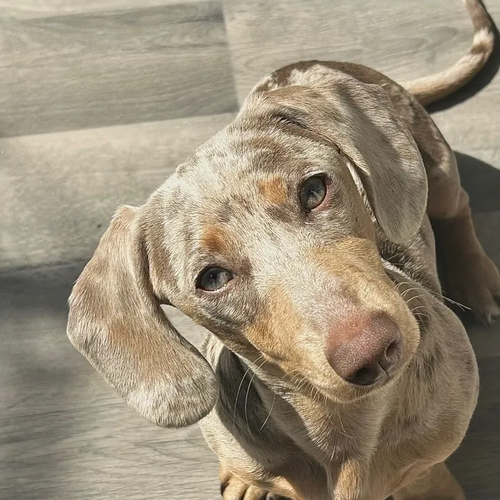 Dotty the dachshund 🐾