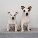 2 jackrussellterriers from Finland🇫🇮