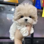 도그얌