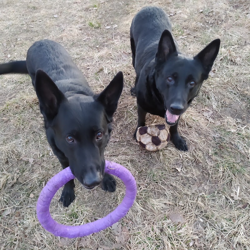 Black&Varta: German Shepherd Funtimes