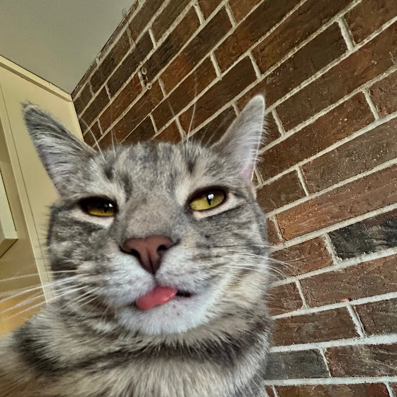 loupycat