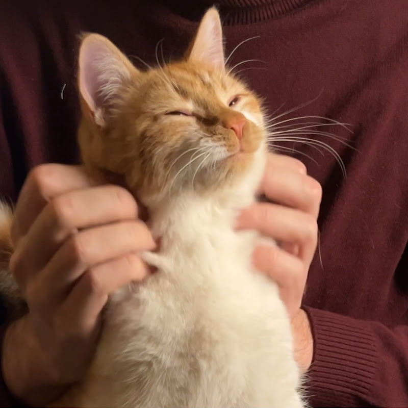 All cats are ASMR PROs