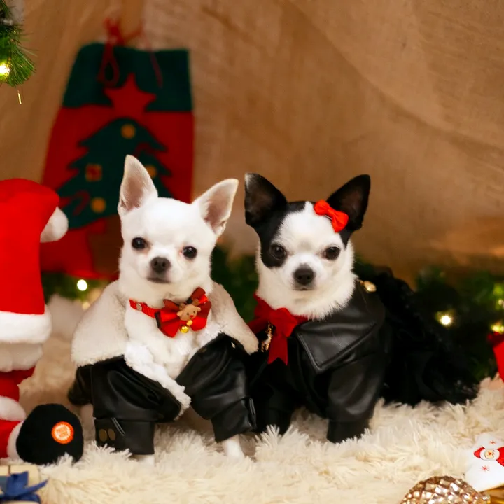 Coco & Kely -chihuahua-