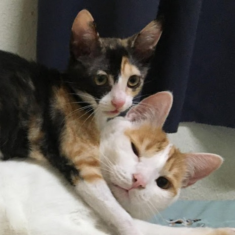 惡魔貓和幾吉和點點DevilCatwith2cats